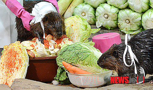 사진이 안보일 때→우측클릭→'사진보기' 클릭, OK. ☞작성: Daum카페: 한국 네티즌본부
