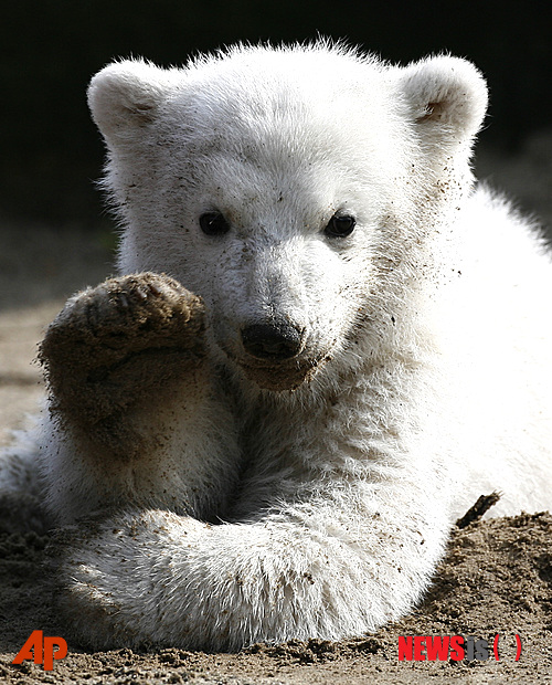 【베를린=AP/뉴시스】지난 2007년 3월23일 자료사진으로 독일 베를린동물원이 새끼 북극곰 크누트를 처음 일반에 공개했다. 유럽사법재판소가 16일(현지시간) 베를린동물원이 ‘북극곰 크누트(Knut-The Polar Bear)’란 이름의 제품을 판매하려는 영국 회사를 상대로 제기한 저작권 소송에서 동물원의 손을 들어줬다. 2013.09.20