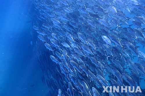 북서 대서양 물고기 73%에게서 미세 플라스틱 발견돼