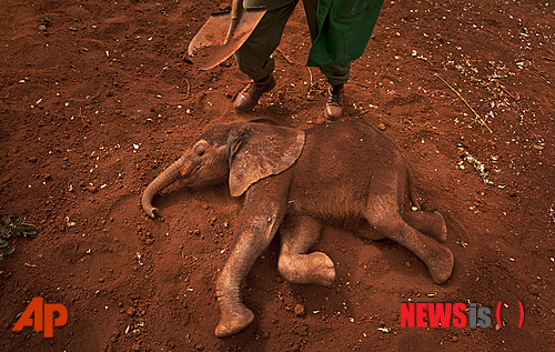  【AP/뉴시스】2013년 6월5일 찍은 자료 사진으로 케냐 수도 나이로비의 야생코끼리 고아원에서 생후 2개월 된 고아 코끼리에게 우유를 준 다음 먼지 목욕을 시키고 있다. 18일 미국의 전문가들은 오늘날 코끼리의 전체 사망 가운데 밀렵으로 사망 비율이 65%라고 발표했다.