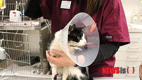 【탬파=AP/뉴시스】미국 동물보호단체 휴메인 소사이어티 인터네셔널(HST)이 지난 27일 제공한 사진으로 로리 파이퍼가 플로리다주(州) 탬파에서 심하게 다쳐 치료받은 고양이 바트를 안고 있다. 2015.01.31.
