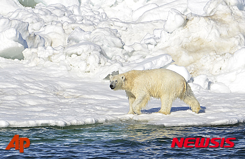 【앵커리지=AP/뉴시스】지난 2014년 6월15일 자료사진으로 북극곰이 미국 알래스카주(州) 추크치해에서 수영한 뒤 해빙에서 몸을 말리고 있다. 지구 온난화로 따뜻해진 북극에 해빙 면적이 줄어 북극곰이 영양분이 풍부한 물개 등 현재 먹는 먹이를 사냥하기 어려워 대신 새 알, 나무열매 등 육지에서 나는 먹이를 먹을 것이라는 새로운 연구에 바로 반박하는 논평이 발표돼 학계에서 북극곰 먹이를 둘러싼 논란이 벌어지고 있다. 2015.04.02