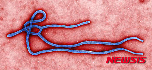 【워싱턴=AP/뉴시스】미 질병통제예방센터(CDC)가 제공한 치명적인 에볼라 바이러스의 모습. 치사율이 최대 90％에 이르는 것으로 알려졌다.      
