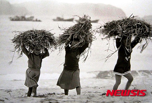 작성: 한국 네티즌본부