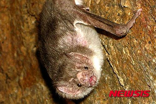 【서울=뉴시스】페루 북동부의 아마존 정글 지역에서 흡혈박쥐에 물려 걸리는 공수병으로 8∼15살의 어린이 12명이 사망, 페루 정부가 이 지역에 보건 비상사태를 선포했다고 영국 데일리 메일이 12일 보도했다. 사진은 흡혈박쥐의 모습. <사진 출처 : 뉴스위크> 2016.2.12
