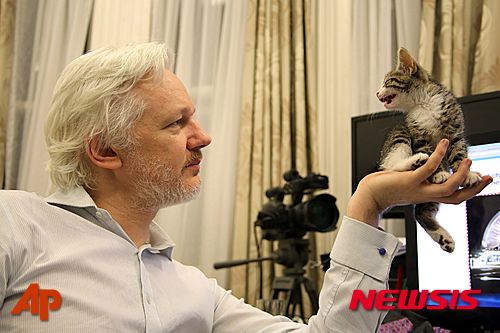 【런던=AP/뉴시스】런던 에콰도르 대사관에 망명 중인 위키리크스 창시자 줄리언 어산지가 선물 받은 새끼 고양이를 손에 놓고 어르고 있다. 그는 스웨덴 강제 송환을 피해 4년 가까이 대사관에 칩거하고 있다. 날짜 미상의 이 사진은 10일 선사인 프레스가 배포했다. 2016. 5. 10.  
