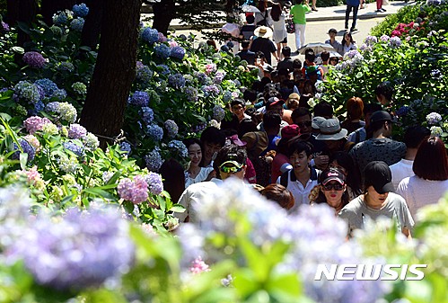 태종대 '제13회 수국 꽃 문화축제' 30일 개최
