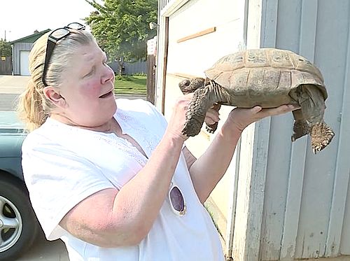 【서울=뉴시스】미국 캘리포니아주 프레스노에 거주하는 낸시 너스(55)가 실종됐던 애완용 거북이 '투쉐'와 재회한 뒤 기쁨을 감추지 못하고 있다. 투쉐는 실종된 지 10일 후 가옥에서 10㎞ 떨어진 곳에서 발견됐다. (사진출처: 너스 페이스북) 2016.08.28 