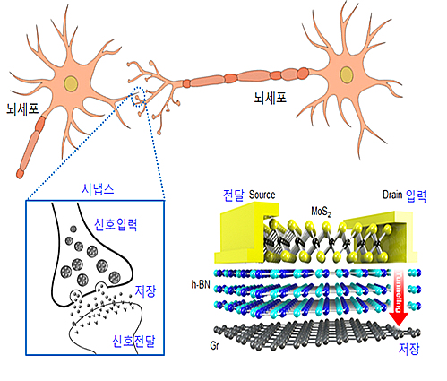 【대전=뉴시스】연구진이 개발한 터널링 메모리(사진 오른쪽 아래)는 인간 뇌의 시냅스(왼쪽)처럼 입력과 전달을 담당하는 2개의 전극으로 신호를 전달하고 저장할 수 있도록 만들어졌다. (사진=IBS 제공)  