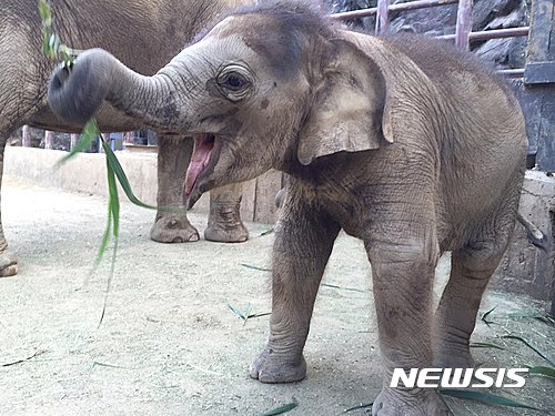 라오스 코끼리 수십마리 중국에 불법으로 팔려