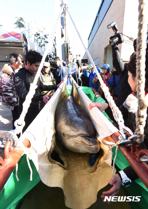 【울산=뉴시스】배병수 기자 = 9일 오후 울산시 남구가 일본에서 구입한 돌고래 2마리가 장생포 고래생태체험관에 도착한 가운데 크레인을 이용한 돌고래 운반작업이 진행되고 있다. 2017.02.09.  bbs@newsis.com 