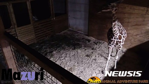 【서울=뉴시스】미국의 한 동물원이 유튜브를 통해 실시간으로 중계하던 기린의 출산영상이 외설적이라는 동물인권운동가들의 반발에 일시적으로 차단되는 황당한 일이 벌어졌다. (사진 출처: 유튜브 캡쳐) 2017.02.24