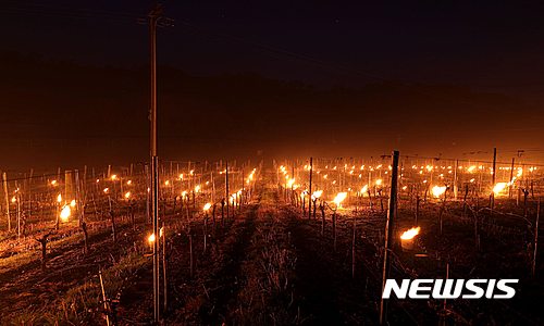 【서울=뉴시스】4월 온도가 영하권으로 내려가면서 와인 생산업자들이 촛불과 난로를 동원해 포도 나무를 지키고 있다. (사진 출처 = 가디언) 2017.04.28
