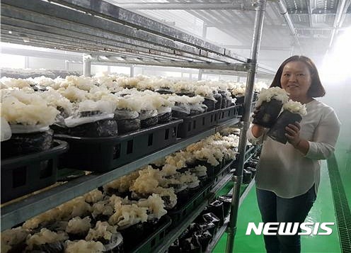 【진안=뉴시스】유영수 기자 = 전북 진안군이 모양도 맛도 특이하고 귀한 국내산 흰목이버섯 대량 재배에 성공했다. 2017.06.16.(사진=진안군 제공) photo@newsis.com