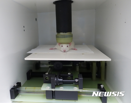 【대전=뉴시스】 한국표준과학연구원(KRISS)은 생체신호센터 연구진이 개발한 생체자기 측정장치를 이용해 수술없이 실험쥐의 뇌기능을 측정하고 있는 모습. (사진=KRISS 제공)