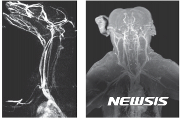 【대전=뉴시스】 산화철 나노입자 조영제를 이용해 개(사진 왼쪽)와 원숭이(오른쪽)를 촬영한 MRI 영상. (사진=IBS 제공)