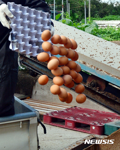 【나주=뉴시스】류형근 기자 = 17일 오후 전남 나주시 공산면 한 산란계 농장에서 살충제 성분이 검출된 계란을 폐기처분하고 있다. 2017.08.17. hgryu77@newsis.com