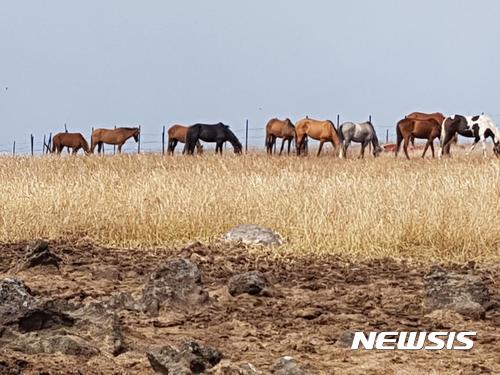 【제주=뉴시스】 = 제주 한라산에 방목된 말들이 우후죽순 처럼 자라나 생태계를 교란하고 있는 조릿대를 뜯어먹고 있다. photo@newsis.com