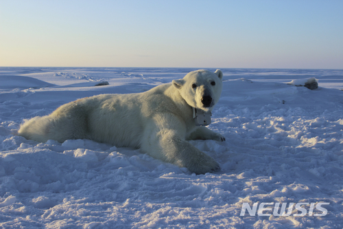 【AP/뉴시스】지난 2015년 4월15일 북극곰 한 마리가 뷰포트해의 얼음 위에 앉아 있다. 기후변화로 북극의 얼음이 더빨리 녹아 없어지면서 북극곰들이 물개를 사냥할 사냥터가 좁아져 북극곰들의 체중이 감소해 왜소해지고 있는 것으로 1일 발표된 연구 결과 나타났다. 2018.2.2