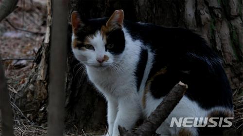 산책 중 행인 공격한 고양이…법원 "주인 과실" 벌금형