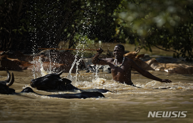 【미쿠미 ( 탄자니아)= AP/뉴시스】 탄자니아의 마사이족 목동이 물소떼를 몰고 호수가를 지나가고 있다. 탄자니아는 거대한 담수호 빅토리아호에서 노후 여객선으로 인해 자주 선박침몰 사고가 일어난다. 