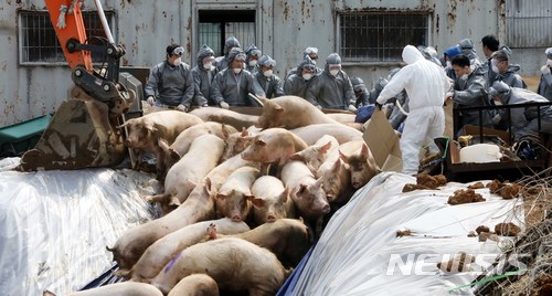 구제역이 발생한 경기도 김포시 대곶면의 한 돼지사육 농가에서 방역요원 및 관계자들이 돼지들을 살처분 하고 있다. 뉴시스 사진 자료