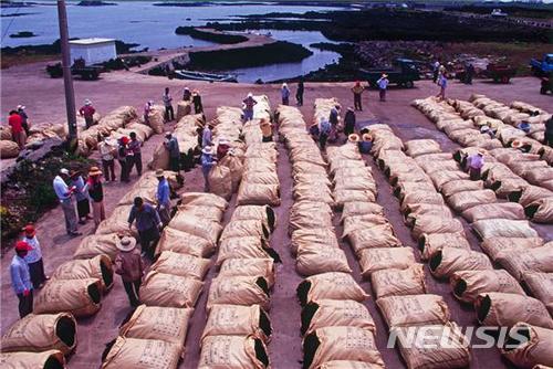 【제주=뉴시스】제주도내 어촌계가 추진하고 있는 우뭇가사리 공동 채취 사업 현장.(뉴시스 DB)