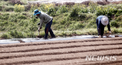 【함평=뉴시스】전남 함평군 나산면 구산리 들녘에서 농민들이 고추를 심기 위한 비닐 작업을 하고 있다. (사진= 뉴시스 DB)