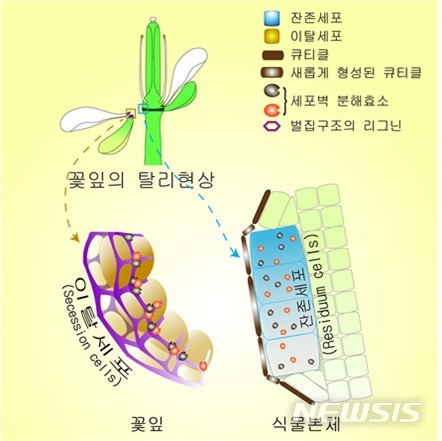 곽준명 교수·이유리 연구팀, 꽃잎 떨어지는 원리 규명…"식량 증산 기여"