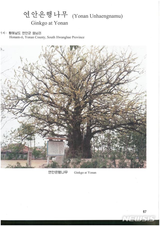 북한 연안 은행나무