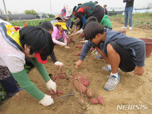  【성남=뉴시스】 이준구 기자 = 성남시 농업기술센터는 오는 17~20일 성남시민농원에서 1000여 명이 참여하는 고구마 캐기 행사를 연다. 2018. 09. 14. (사진제공=성남시) photo@newsis.com