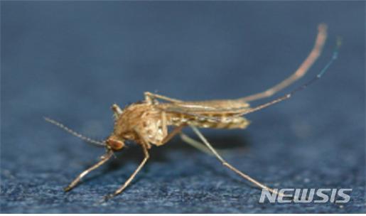 【대구=뉴시스】 일본뇌염 바이러스 매개 모기인 '작은빨간집모기'. 뉴시스DB. 2019.06.24. photo@newsis.com
