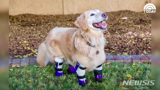 【로스앤젤레스=뉴시스】 한국에서 비참하게 버려져 네 다리를 잃었던 개 '치치'가 미국에서 인간들에게 용기와 희망을 주는 치료견으로 거듭나며 2018 미국 영웅견 상(Hero Dog Awards)을 받게 됐다. <사진=NBC 투데이쇼 동영상 캡처> 2018.10.02