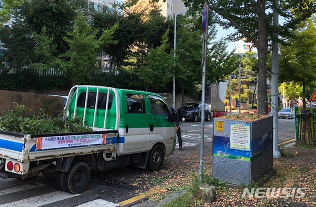 [광주=뉴시스] 변재훈 기자 = 광주 서구 은행나무 열매를 수거. 2018.10.04. (사진=광주 서구 제공) photo@newsis.com