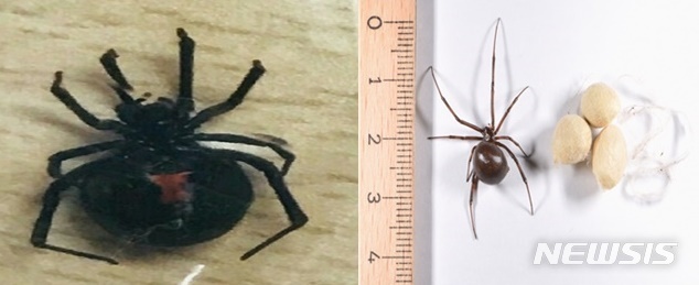 【대구=뉴시스】배소영 기자 = 대구의 공군기지에서 맹독성을 가진 붉은배과부거미가 잇따라 발견됐다. 사진은 지난달 1일 발견된 붉은배과부거미(왼쪽)와 지난달 20일 채집된 같은 종의 거미와 알집(오른쪽)이다. 2018.10.25. (사진=이용득 의원 제공)photo@newsis.com