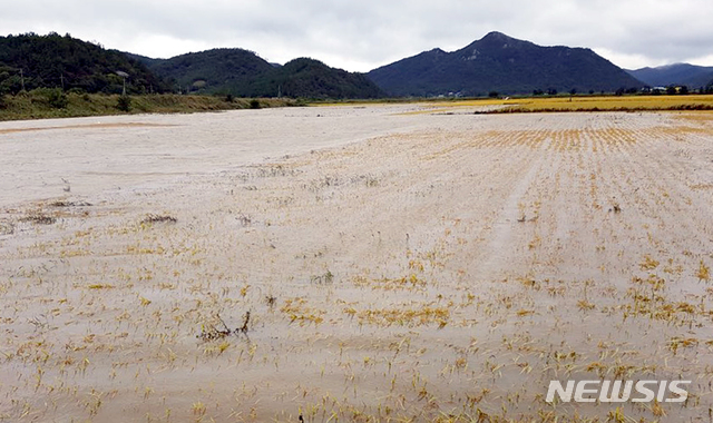 【해남=뉴시스】류형근 기자 = 제25호 태풍 '콩레이(KONG-REY)'가 강타한 6일 오후 전남 해남군 한 지역의 농경지가 빗물에 침수돼 있다. 2018.10.06. (사진=독자제공)  photo@newsis.com 