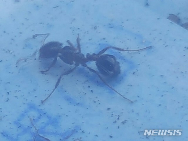 발견된 개미(사진=경기도소방재난본부 제공)