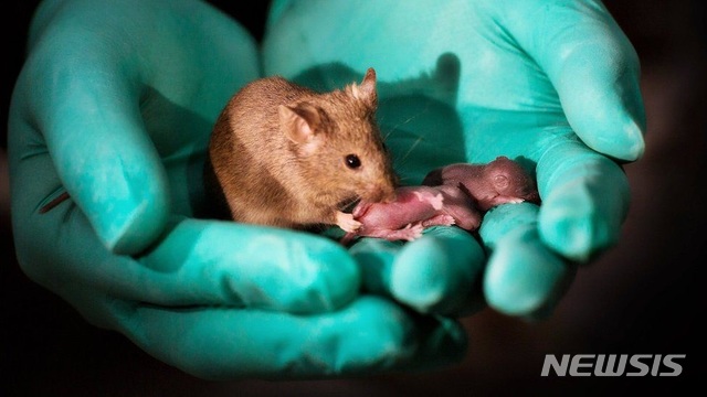 【서울=뉴시스】중국 연구팀이 암컷 쥐 2마리로 건강한 새끼쥐를 출산하는데 성공했다. (사진출처: BBC 홈페이지 캡쳐) 2018.10.12.