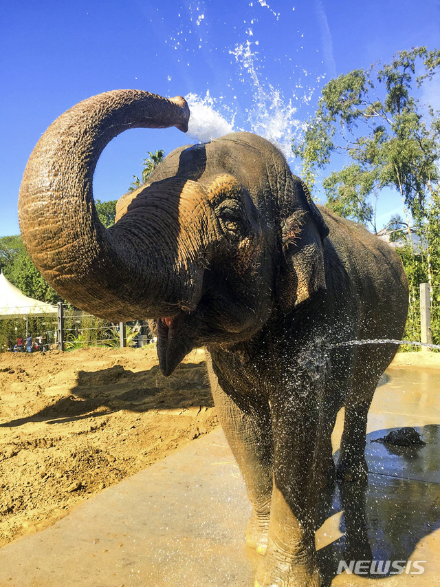 【샌타바버라( 미 캘리포니아주) = AP/뉴시스】 캘리포니아 동물원에서 16일(현지시간) 안락사시킨 인도 코끼리 수자타의 생전의 모습 .  