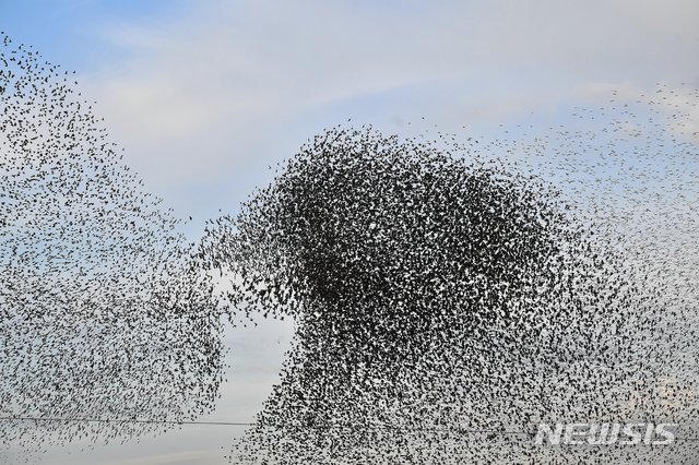 새떼가 하늘에 그린 3D 점묘화