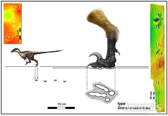 【진주=뉴시스】정경규 기자 = 소형 랩터 공룡 발자국 화석을 근거로 복원한 소형 랩터 공룡의 모습(좌)과 랩터 발자국 화석의 3D 이미지.
