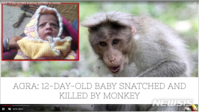 【서울=뉴시스】인도에서 지난 12일 한 원숭이가 엄마 젖을 먹고 있던 신생아(왼쪽)를 낚아채 살해했다.(사진출처:타임스 오브 인디아 동영상 캡쳐)2018.11.15. 