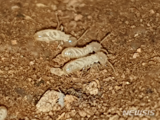 숭릉 정자각 기둥에서 발견된 흰개미