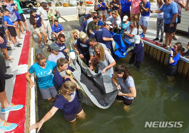 【키 라고( 미 플로리다주)= AP/뉴시스】플로리다주 키 라고에 있는 동물원에서 구조한 해우 두 마리를 지난 11월 15일 주민들과 직원들이 바다를 향해 돌려보내고 있다.  