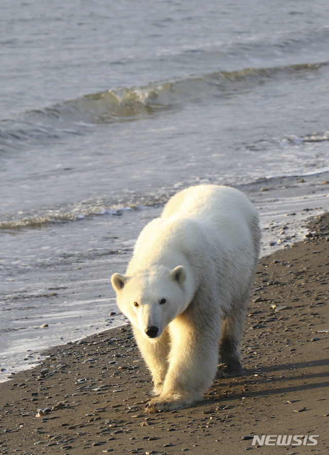 【앵커리지 ( 미 알래스카주) = AP/뉴시스】 알래스카의 섬 일대에 서식하는 북극곰.  