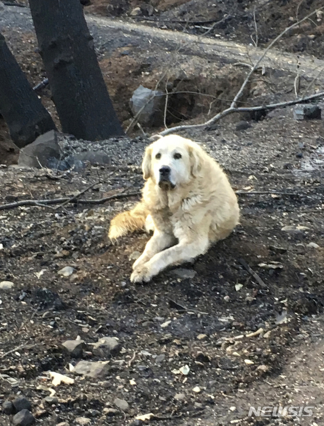 캘리포니아 산불지대의 애완견, 한 달 동안 집지키며 생존