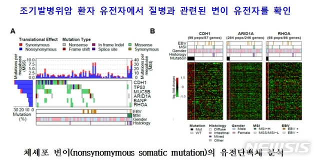 【서울=뉴시스】체세표 변이의 유전자 단백체 분석. 그림 A는 조기발병위암 환자에서 찾아진 유의미한 변이 유전자인 CDH1, TP53, BANP, MUC5B, RHOA, ARID1A를 확인한 그림.그림 B는 CDH1, ARID1A, RHOA은 단백질 인산화 정도와 높은 상관관계를 보여주는 표. (사진/과학기술정보통신부 제공) photo@newsis.com
