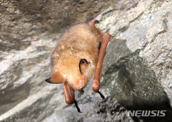 강원 인제서 멸종위기 1급 ‘붉은박쥐’ 서식지 발견