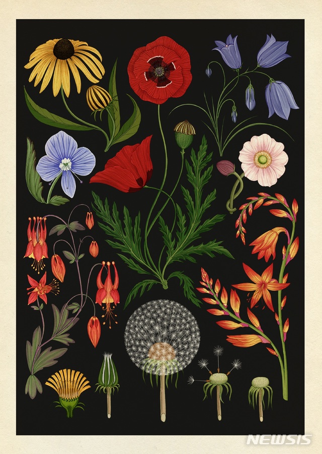 【서울=뉴시스】 디뮤지엄 '그리는 것보다 멋진 건 없어', Wild Flower, 2014 ⓒKatie Scott, Excerpted from Botanicum, published by Big Picture Press