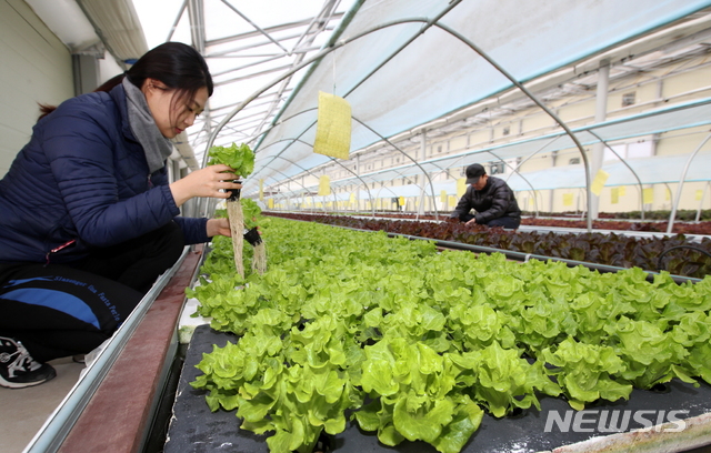 【태안=뉴시스】 아쿠아포닉스 농법으로 채소를 키우는 서유채농원. (사진=태안군청 제공)